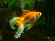 Faite entretenir votre aquarium pendant votre absence et faire nourrir vos poisson sur Toul Aquarium entretien et nettoyage - Toul - Services à la personne - CESU