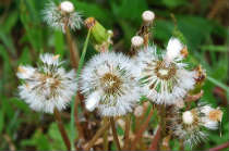 Arracher la mauvaise herbe de votre jardin - Services à domicile et à la personne - Toul 54