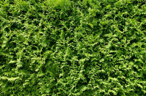 Taille de haie - Toul (54) - ACTIE-SERVICES